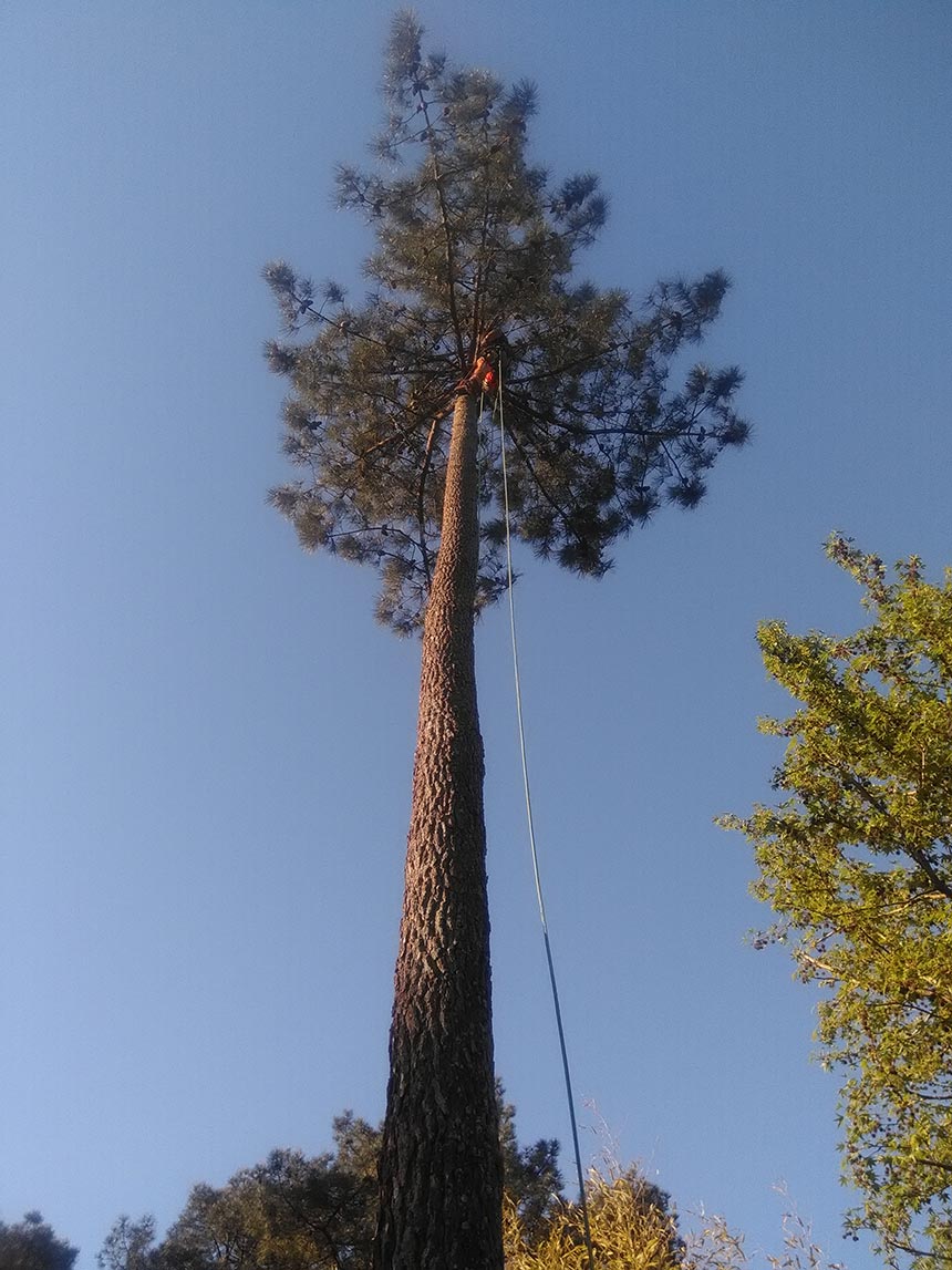 Intervention pour abattage et démontage d'arbres dangereux autour d'Albi