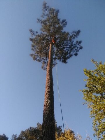 abattage arbre haut Villefranche-de-Rouergue