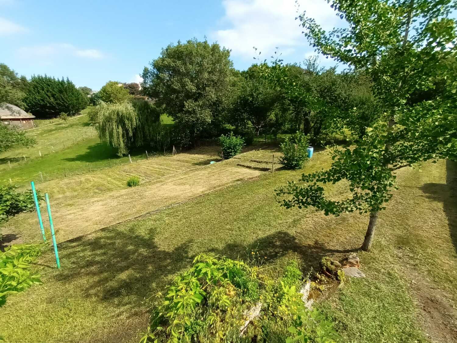 Tailler la haie : Sécateur professionnel pour entretien du jardin Gros plan sur un sécateur coupant une pousse de haie. Gants de jardinage et feuilles vert brillant en pleine lumière.