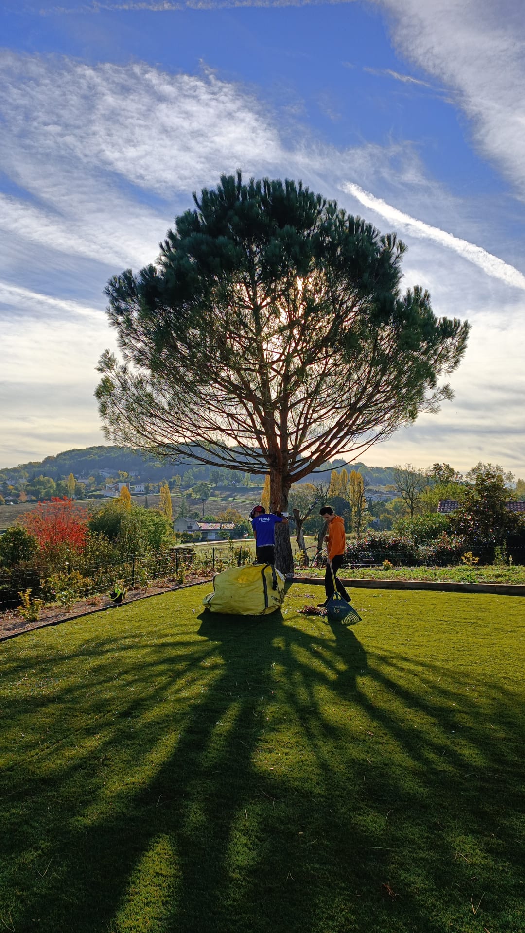 Tailler la haie : Sécateur professionnel pour entretien du jardin Gros plan sur un sécateur coupant une pousse de haie. Gants de jardinage et feuilles vert brillant en pleine lumière.