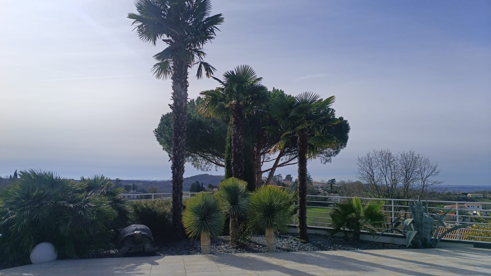 Tailler la haie : Sécateur professionnel pour entretien du jardin Gros plan sur un sécateur coupant une pousse de haie. Gants de jardinage et feuilles vert brillant en pleine lumière.