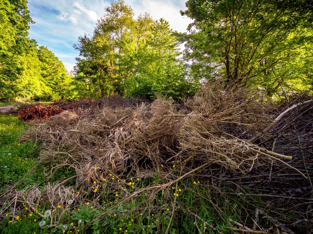 Tailler la haie : Sécateur professionnel pour entretien du jardin Gros plan sur un sécateur coupant une pousse de haie. Gants de jardinage et feuilles vert brillant en pleine lumière.