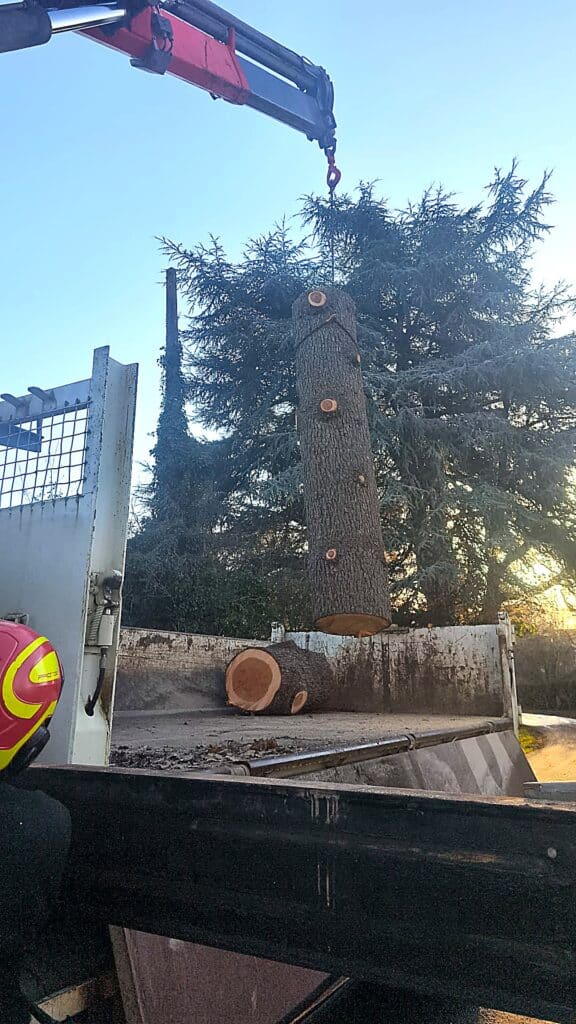 Chargement de troncs d'arbres par grue lors d'un élagage Grue forestière déposant un lourd tronc d'arbre dans un camion lors d'un élagage hivernal par temps de givre.