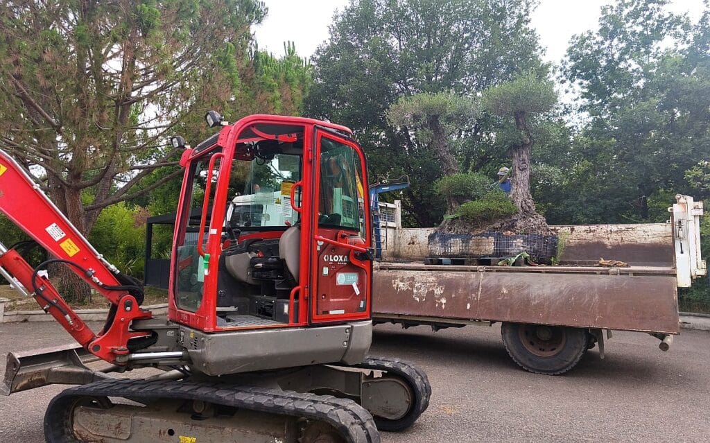 Transport d'un olivier centenaire avec mini-pelle Loxam Mini-pelle rouge Loxam et camion transportant un vieil olivier sculpté pour travaux d'aménagement paysager.